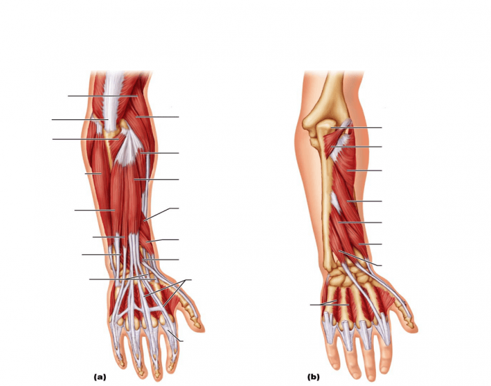 Muscles du bras et de l'avant-bras - Vue Postérieure Quiz