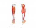Lower Leg (anterior and posterior)