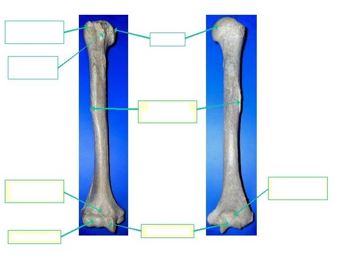 Bone Name And Markings Quiz