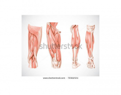Muscles of the leg- posterior & anterior view
