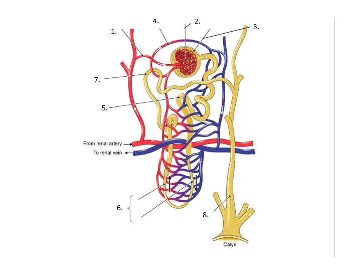 Nephron Worksheet.pdf Nephron; the smallest functional of the kidney — Printable Worksheet