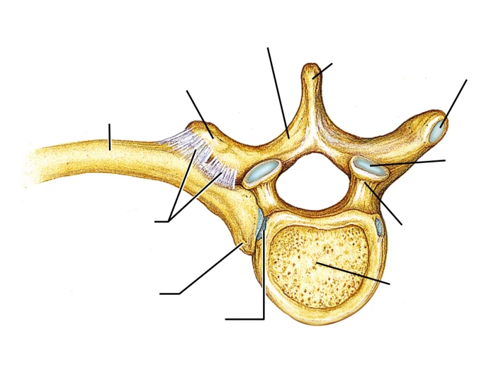 Ribs W/ A Thoracic Vertebra (Superior View) — Printable Worksheet