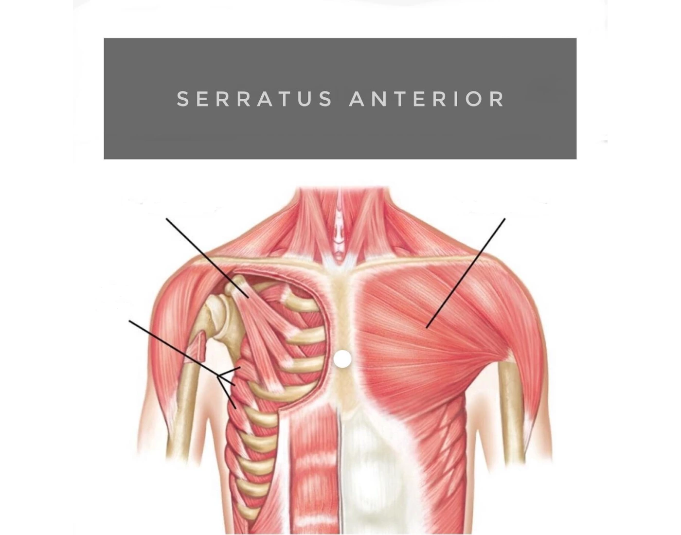 Muscle Labeling Quiz part 3 (Front View) — Printable Worksheet