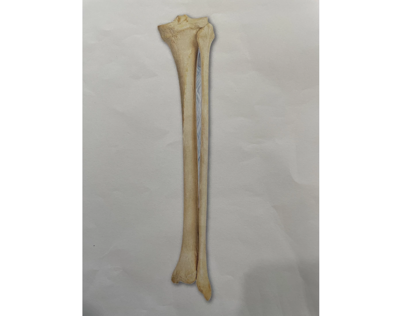 Back of Fibula and Tibia — Printable Worksheet