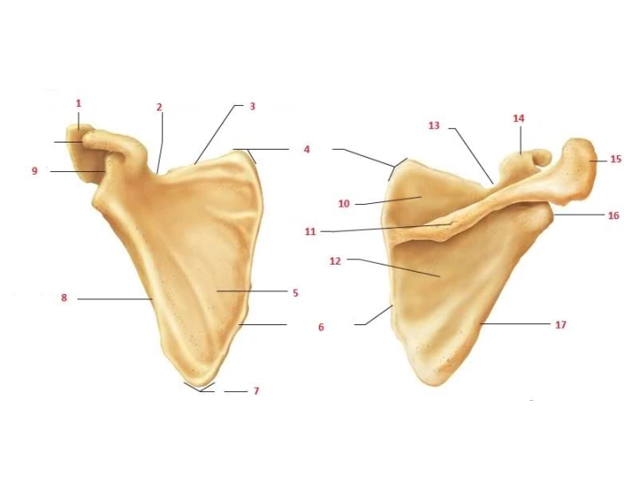 Landmarks; Scapula Quiz