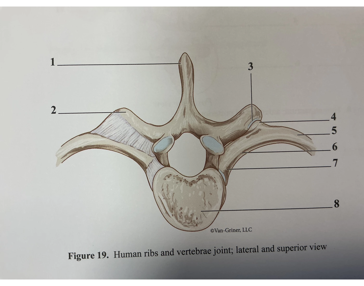 Thoracic vertebrae and rib joint — Printable Worksheet