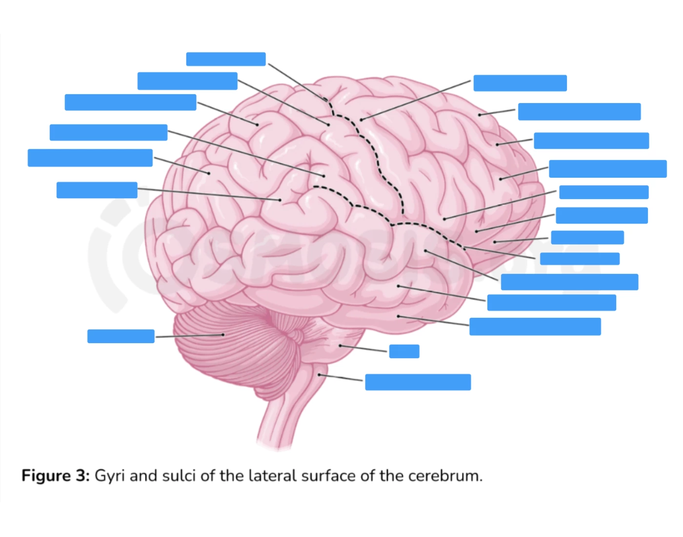 Anatomy - Gyri and Sulci of Cerebrum — Printable Worksheet
