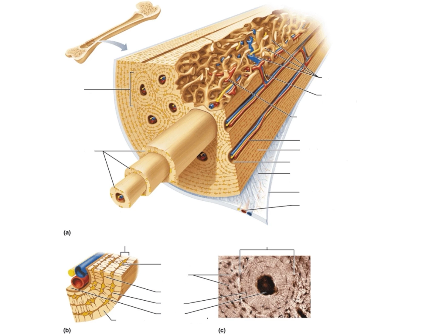 Microscopic structure of the bone labeling quiz — Printable Worksheet