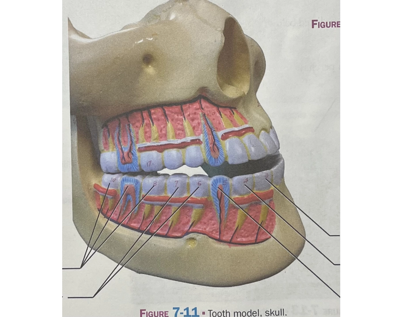 Tooth Model Skull Quiz tooth-model-skull-quiz