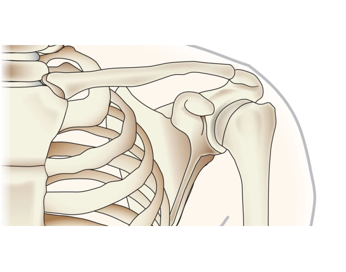 Shoulder Anatomy Quiz