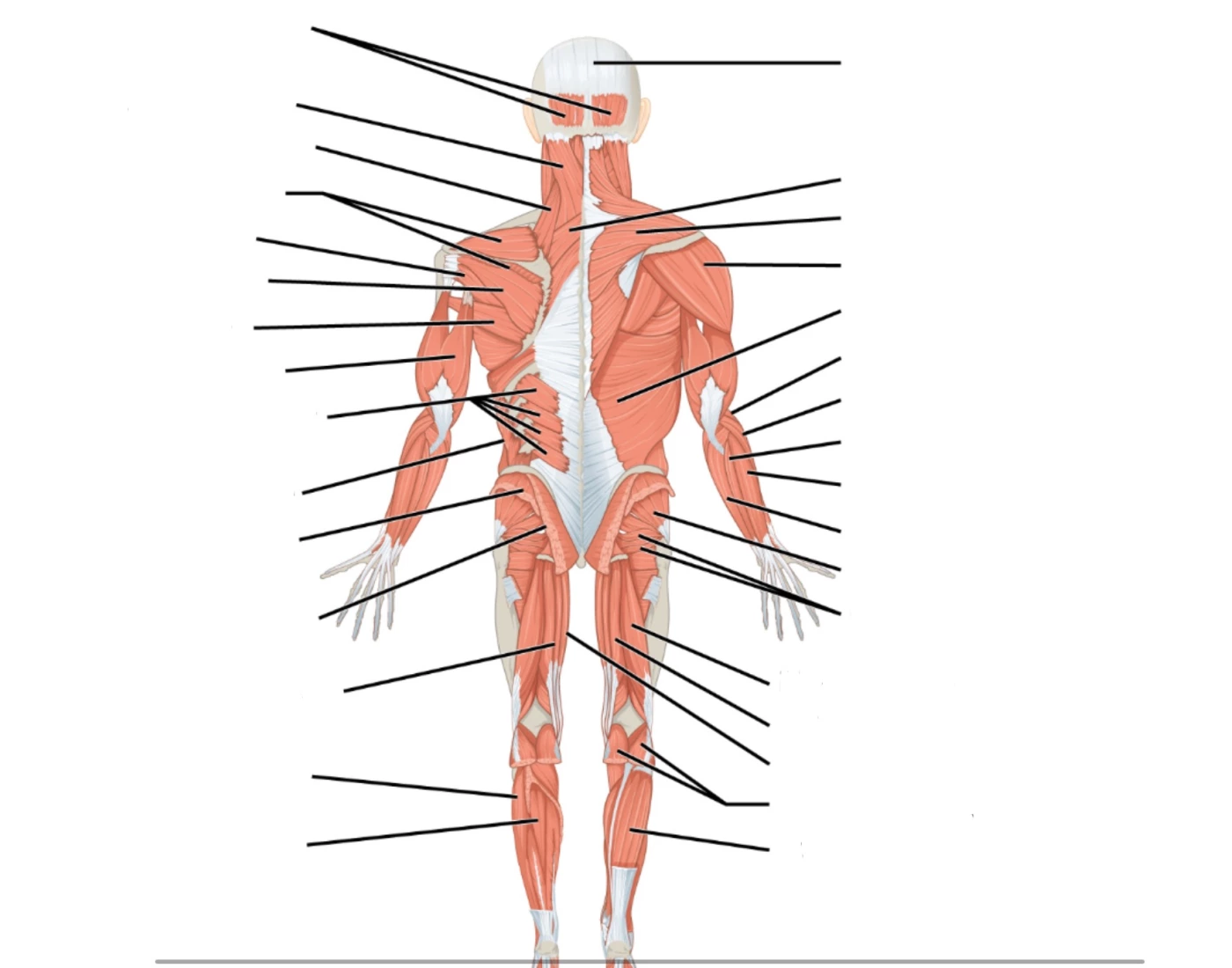 Posterior External Muscles Printable Worksheet