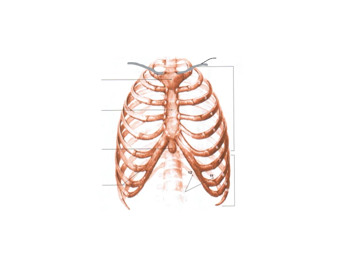 Labeling the bones in the ribs — Printable Worksheet