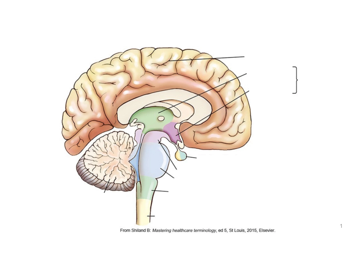 The Brain S Nervous System Printable Worksheet