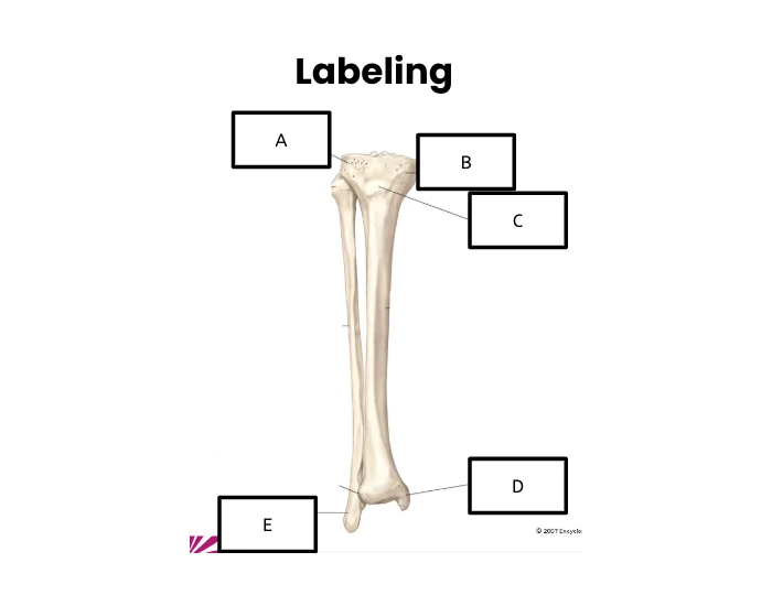 Labling Tibia BIO 201 Tibia & Fibula Labeling Quiz