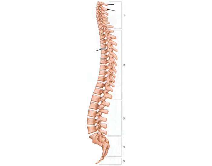 Spinal Column Point Labeling the bones in the spinal column — Printable Worksheet