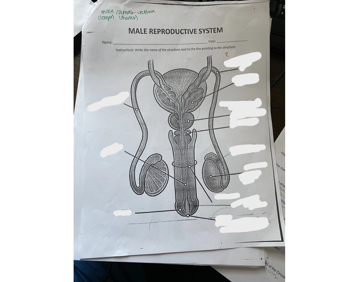 Male Reproductive System (Packet) — Printable Worksheet Male Reproductive System (Packet) — Printable Worksheet