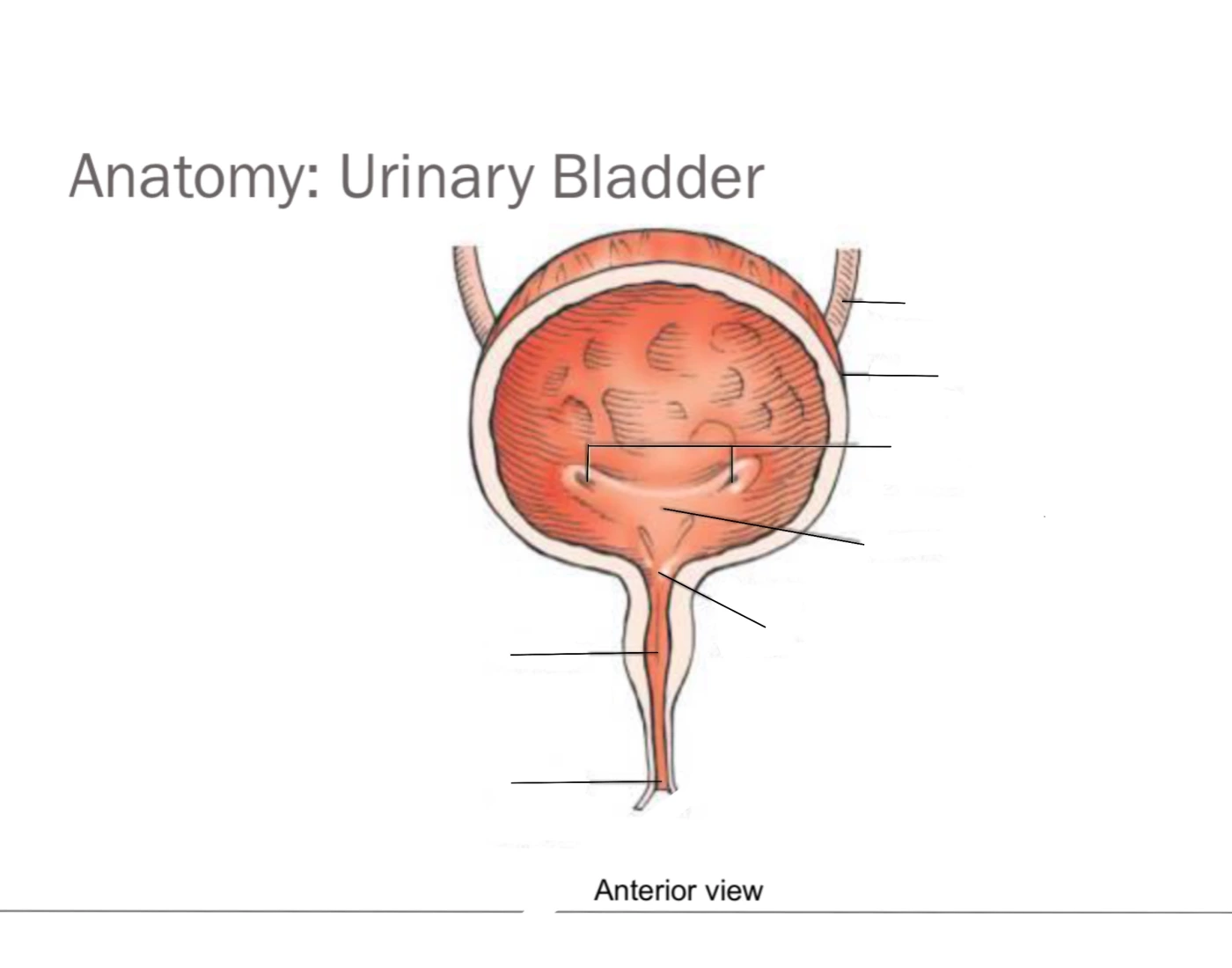 Bladder Game Urinary Bladder Quiz