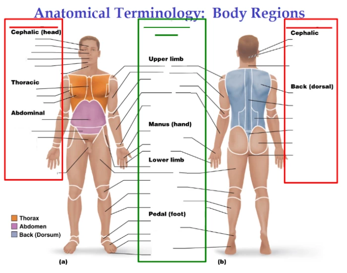 Body Terminologies Anatomical Terminology: Body Regions — Printable Worksheet