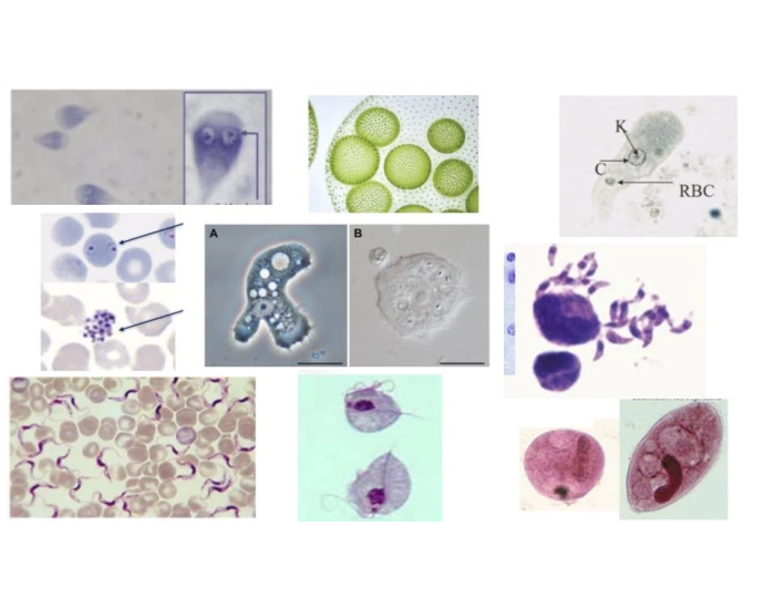 Pathagenic Game Microbiology 2402: Pathogenic protists Quiz