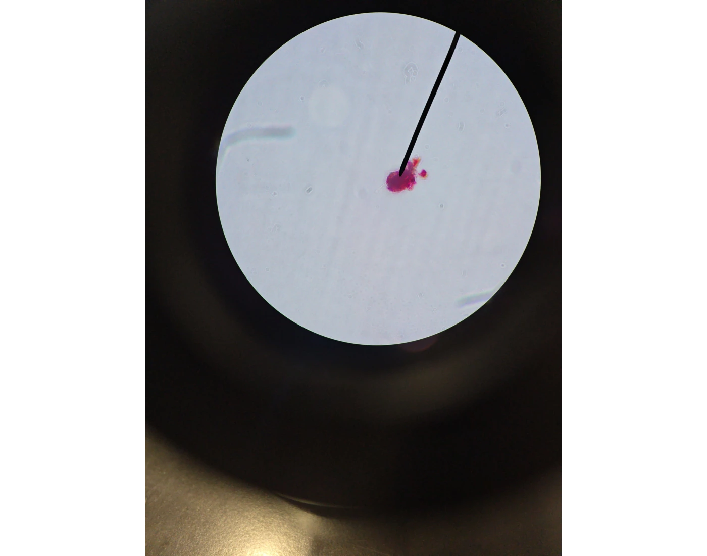 MICROSLIDES — Printable Worksheet