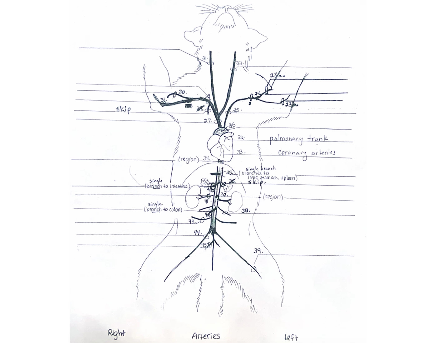 cat dissection arteries Quiz