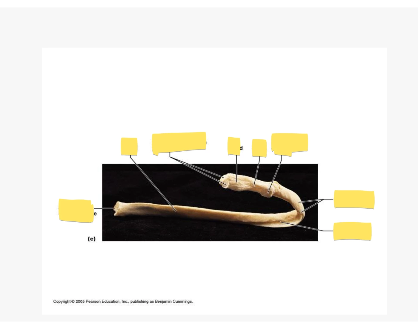 structure of the rib — Printable Worksheet