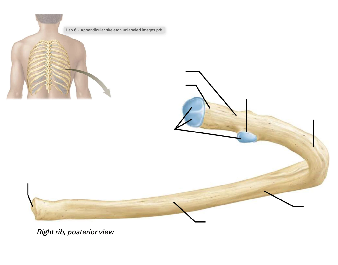 Lab 6: Structure of rib Quiz