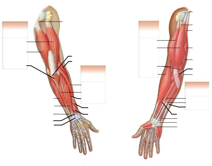 arm muscle anatomy Quiz