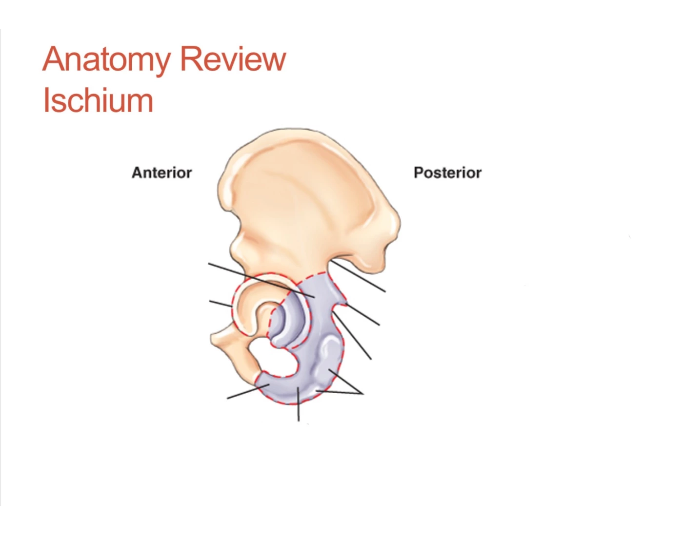 Fischilum Ischium anatomy review Quiz