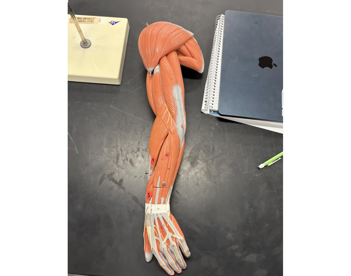 IRL: Posterior View of Muscles of Forearm (LAB 7)) Quiz