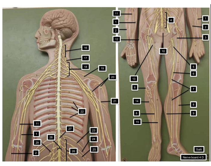 Narambu In English Nerve Board Anatomy 1 — Printable Worksheet