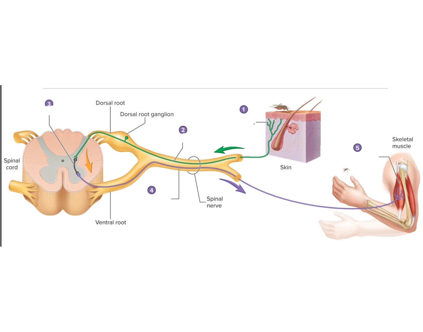 Loop Send Receptor Sensory Receptor Loop Quiz