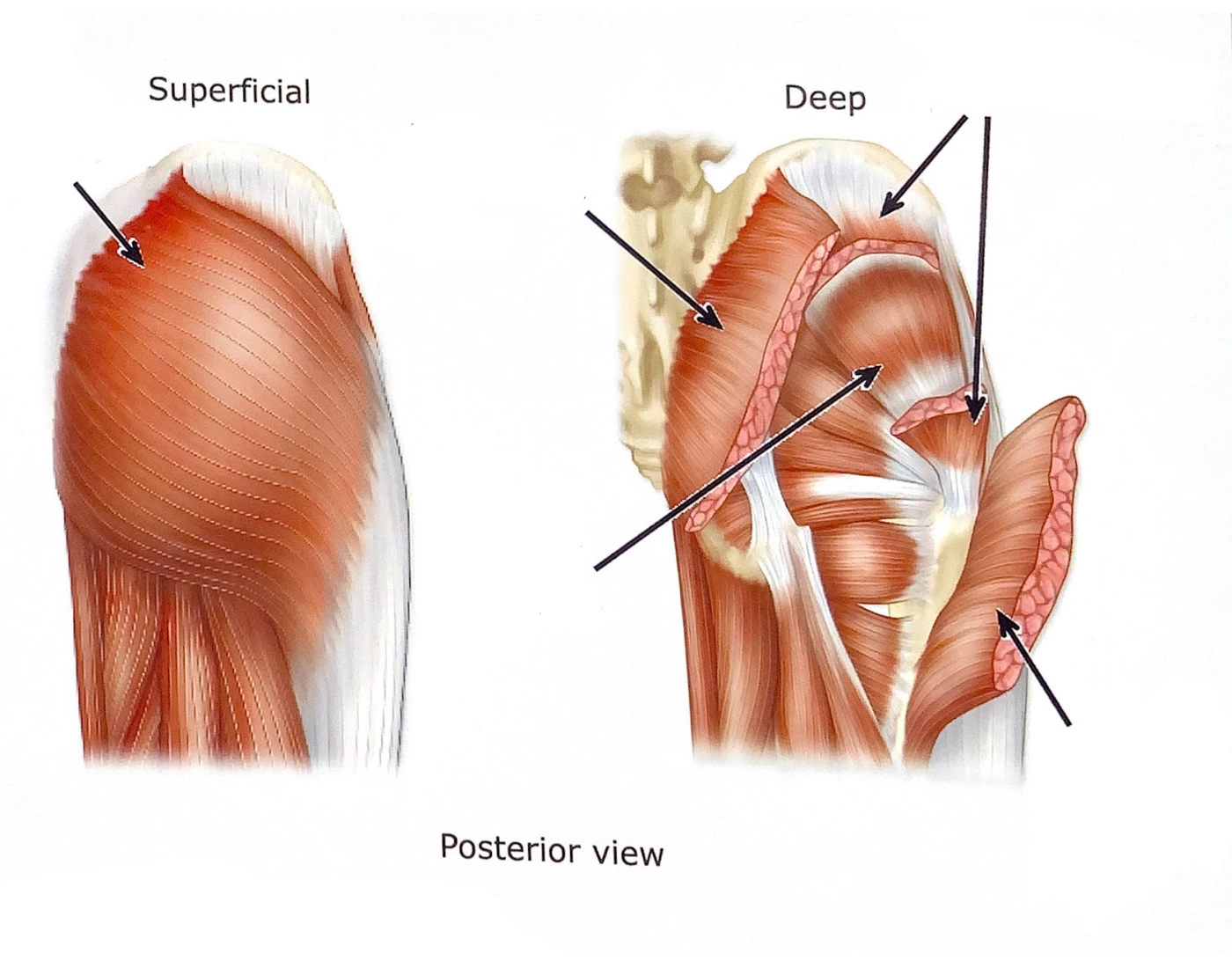 Gluteal MusclesI Quiz gluteal-musclesi-quiz