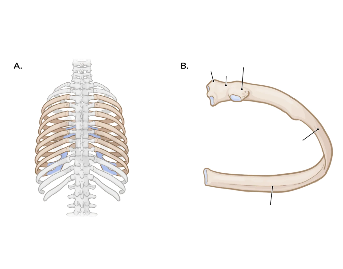 the parts of the ribs — Printable Worksheet