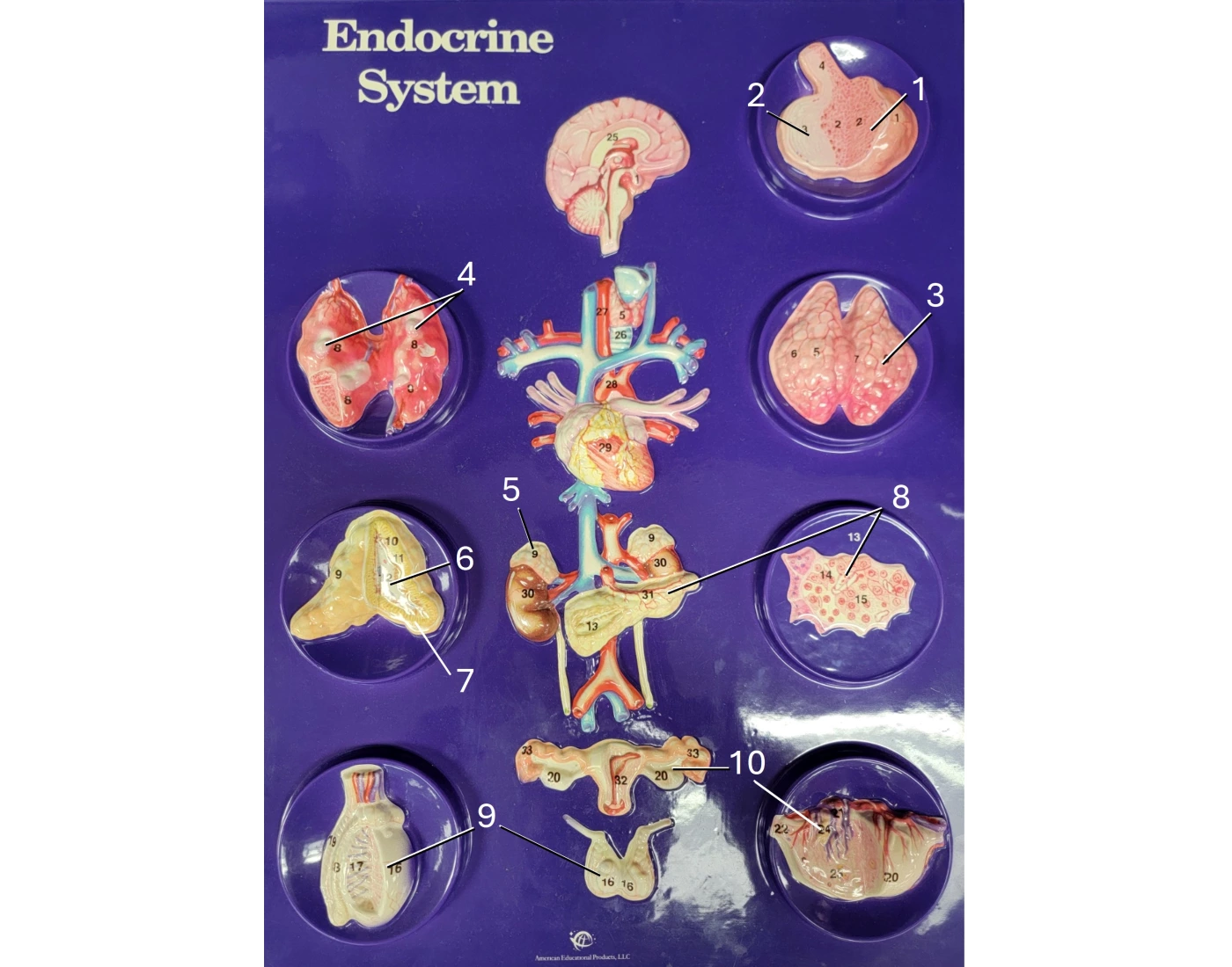 Endocrine System Model Using Garbage endocrine sytem model matching — Printable Worksheet