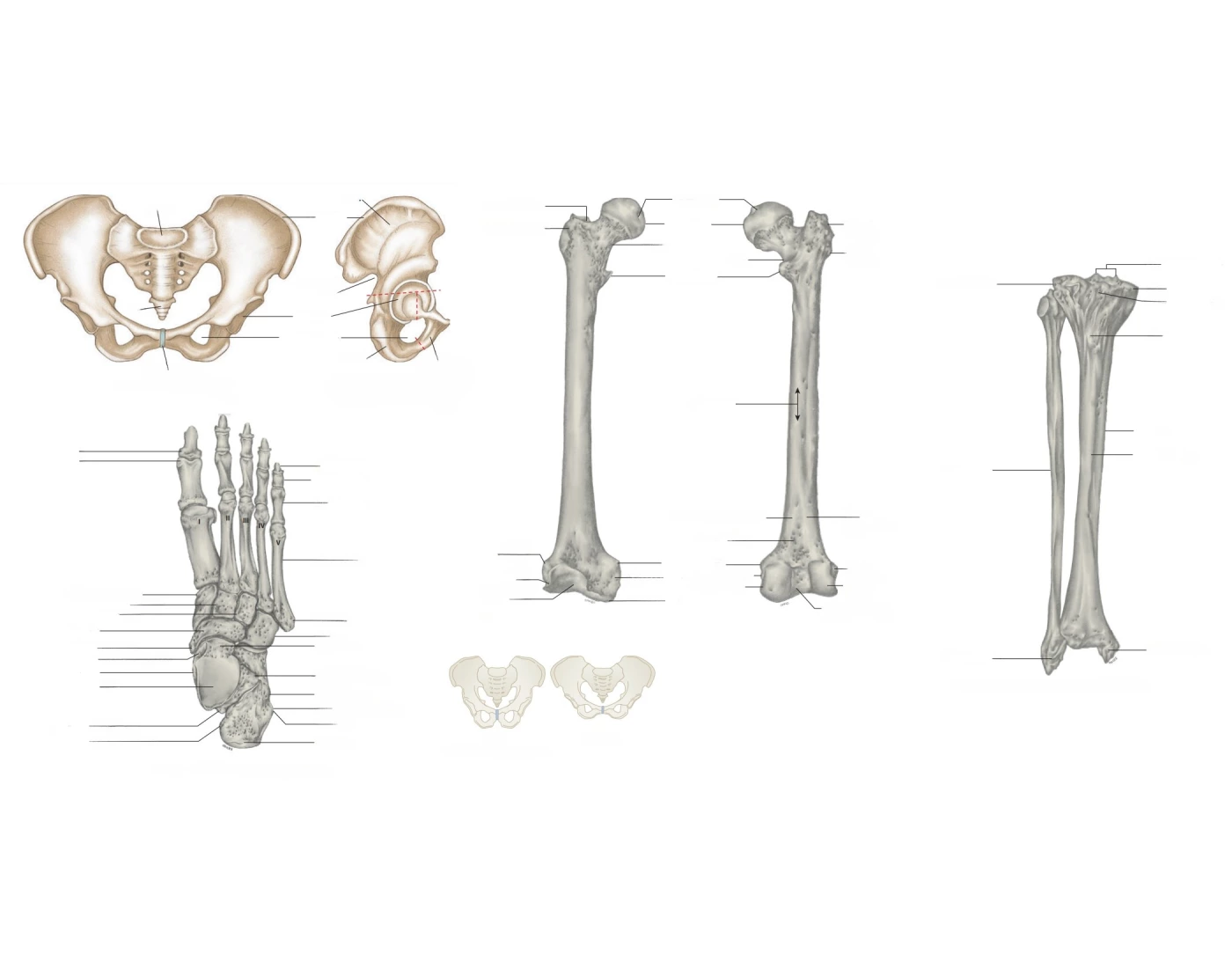 Shoulder And Associated Appendicular Skeleton Printable Worksheet