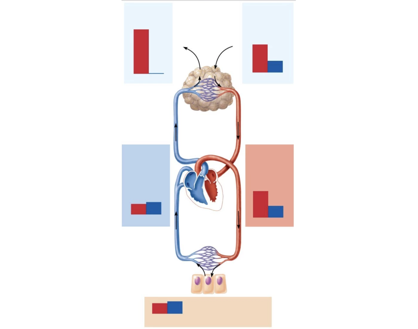 Internal And External Respiration Quiz Internal and external respiration quiz