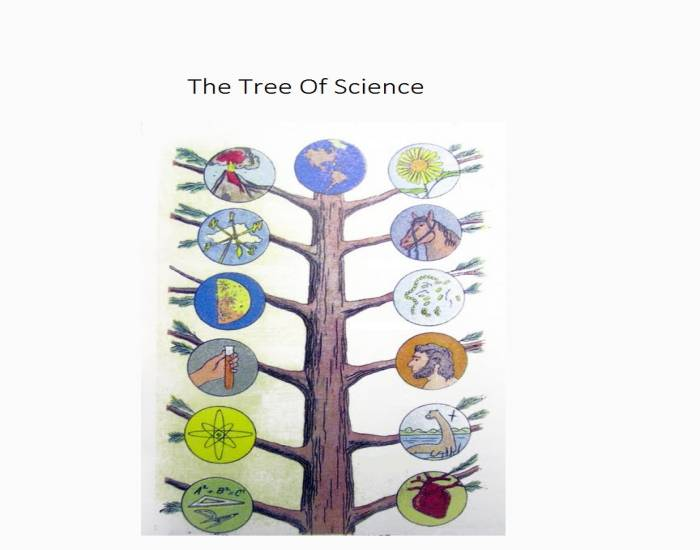 Science Branch Tree The Branches of Science Quiz