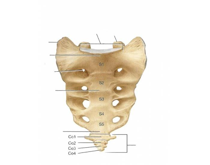 Sacrum