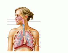 Overview of Respiratory System