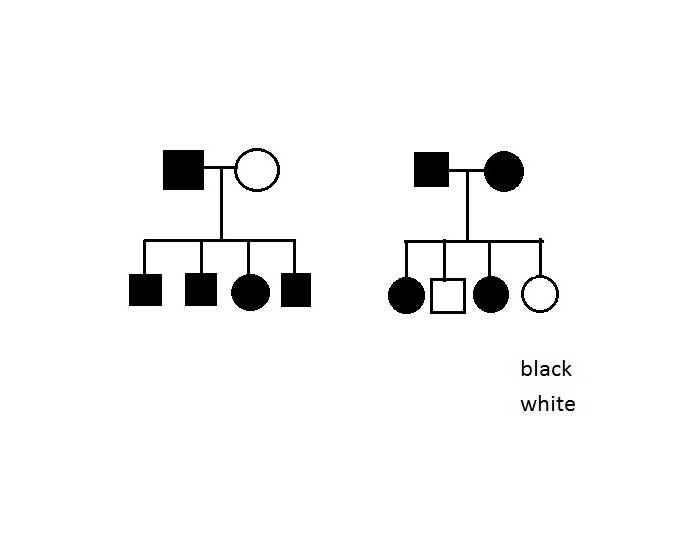 Pedigrees Quiz