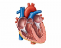 Anatomy of the Heart - Frontal Internal