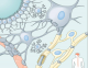 Luthy - Neuroglial Cells In The CNS 1