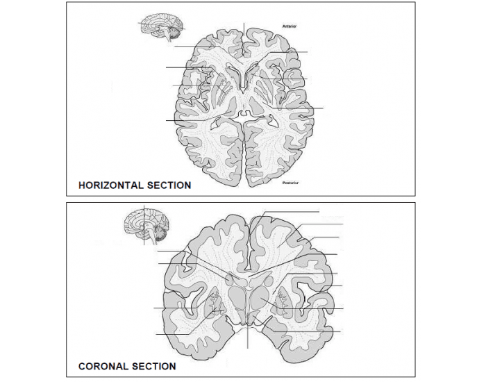 Brian Key Structures Important brian structures Quiz