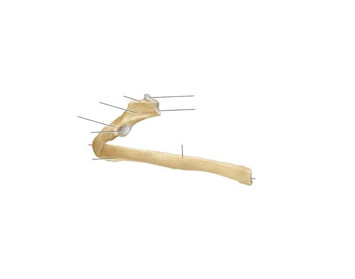 Bones Quizzes