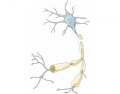 Luthy - Neuron 2