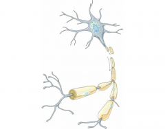 Luthy - Neuron 2