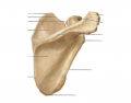 Label posterior view of Scapula
