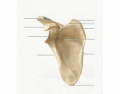 Label Anterior parts of scapula