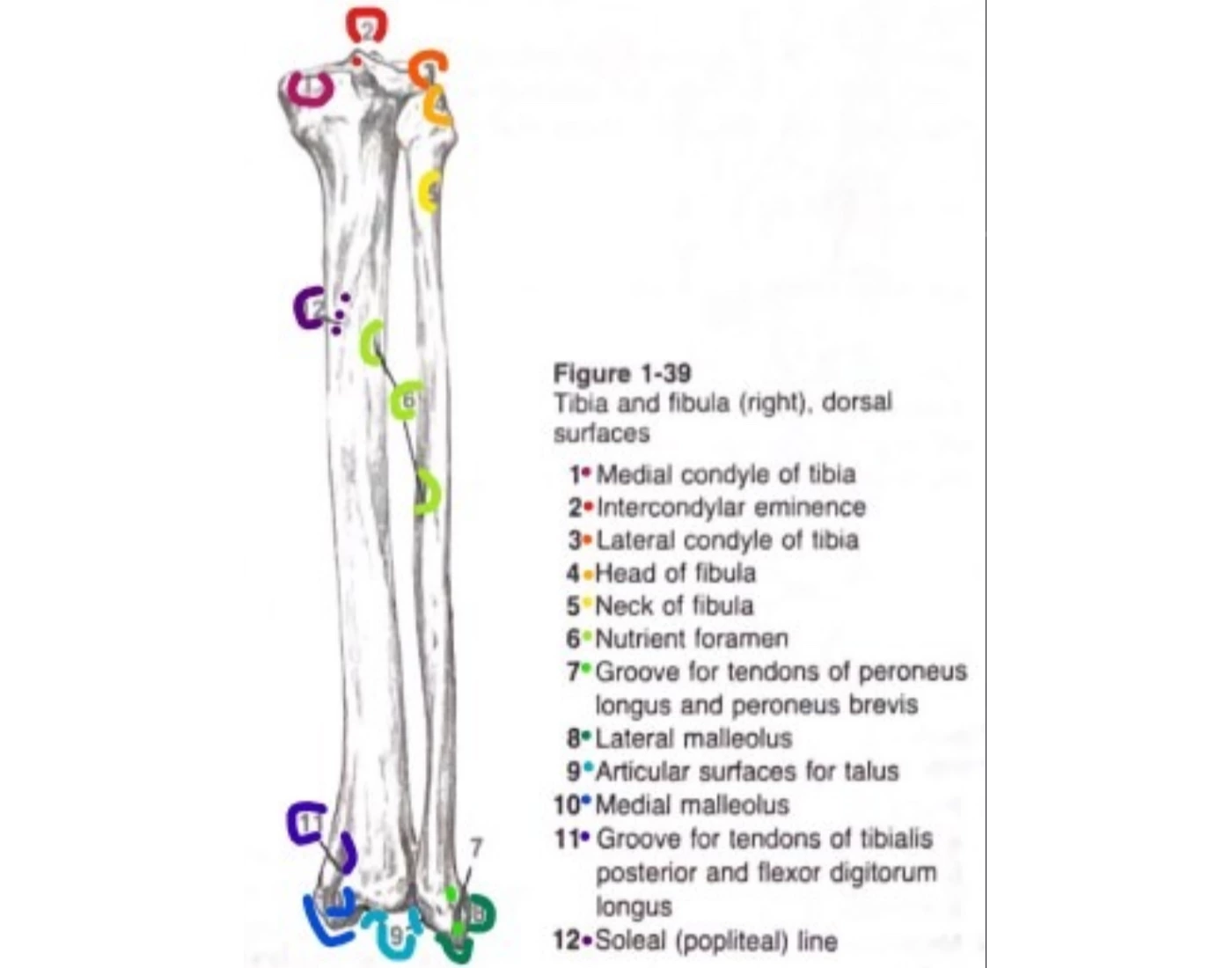 tibia and fibula - dorsal (right) — Printable Worksheet